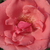 Różowy  - Róża wielkokwiatowa - Hybrid Tea - Sebastian Schultheis